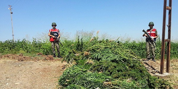 Diyarbakır'da 1 ton esrar ele geçirildi
