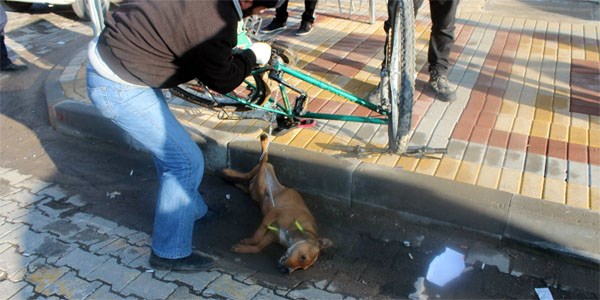 Kuduz k�pek bisikletin pedal�na tak�l�nca yakaland�