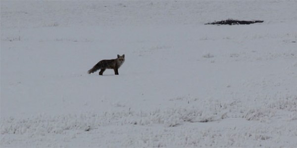 A� kalan tilkiler karayolu kenar�na kadar indi