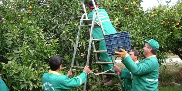Belediye bahçesinde yetişen portakallar okullara dağıtıldı