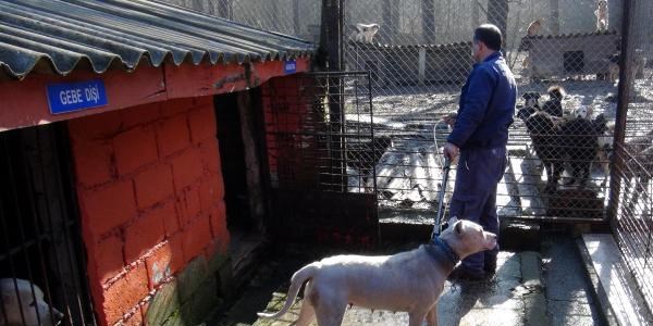 K�pe�e el konuldu sahibine ceza verildi