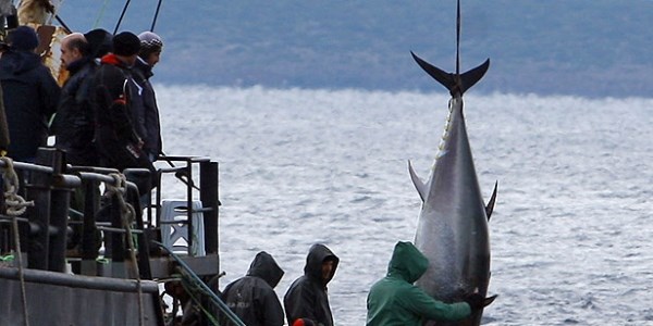 Balıkçının ağına 100'er kilogramlık üç orkinos takıldı