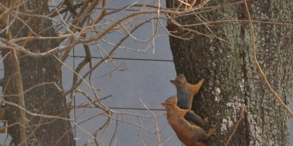 Amasya Üniversitesi'nin maskot sincapları