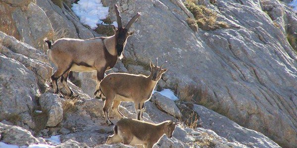 Niğde'de bin 564 dağ keçisi bulunuyor
