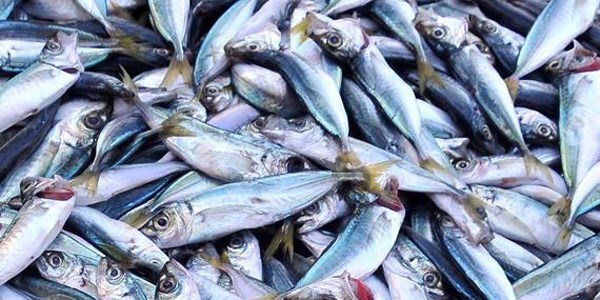 Balık fiyatları uçtu