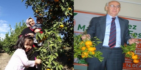 Mandalina ağacının yıllık kirası 100 TL