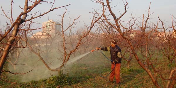 Ağaçların erken uyanmaması için zirai mücadele başladı