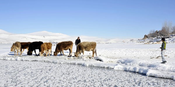 Gl yzeyindeki buzu krp hayvanlarna su iiriyorlar