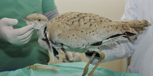 100 y�l sonra g�r�nt�lenen 'yakal� toy'