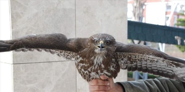 Yaralı şahin, tedavisinin ardından doğaya bırakıldı