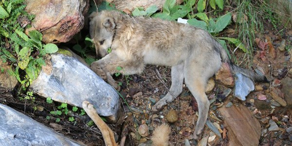 Milas'ta köpek zehirlenmesi iddiası