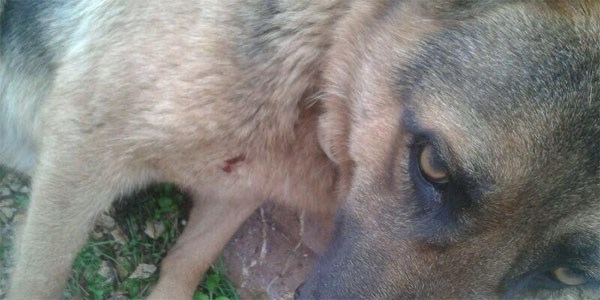 Köpeğin kirpiyle ölümcül oyunu