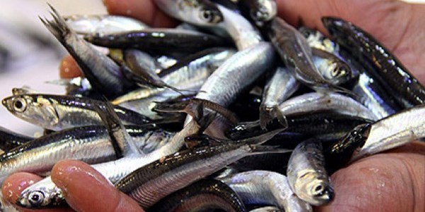 Hamsinin kasas� 10 TL'den 100 TL'ye y�kseldi