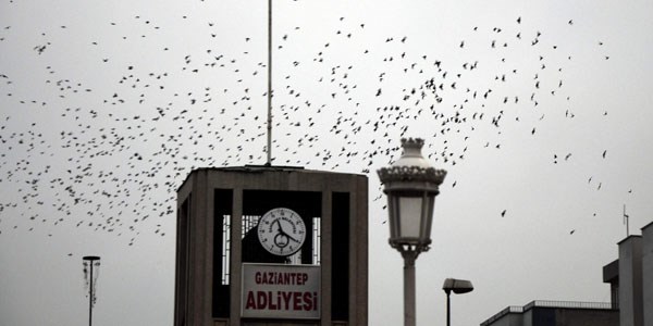 Sığırcıkların gökyüzündeki dansı büyüledi