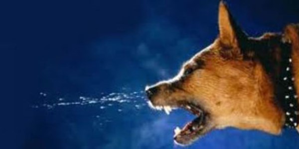 Kürecik'te kuduz köpek vakası