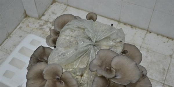 Mut'ta kay�n mantar� �retimi