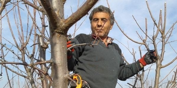 Şimdi ağaçlarda budama zamanı