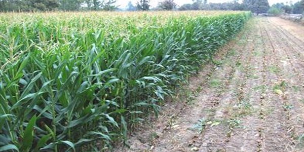 Ezine'de 'Organik Tarım' konulu çiftçi toplantısı düzenlendi