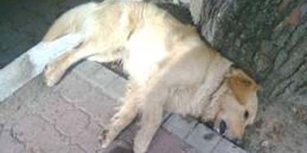 �ayyolu'nda Hayvanseverler zehirlenen k�pekler i�in topland�