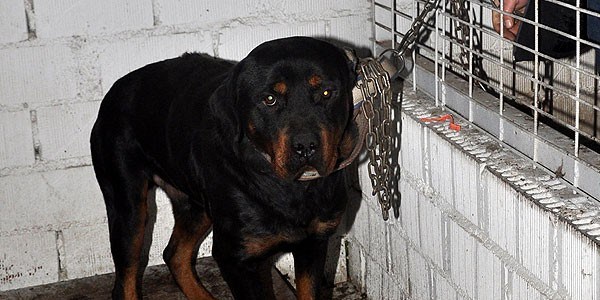 Köpeğini sahipsiz bırakan vatandaşa ilginç ceza
