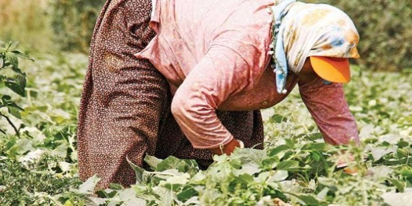 Munzur'dan Amsterdam'a ihracat başladı
