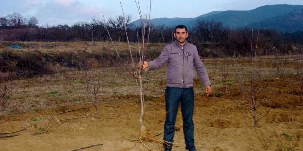Kaz Dağları'ndan inen domuz sürüsü tarlaları talan etti