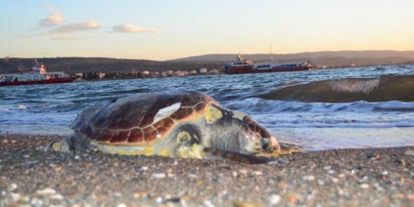 Lapseki'de �l� caretta caretta k�y�ya vurdu