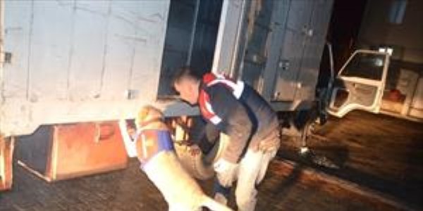 Jandarma 537 kilogram esrar ele geçirdi