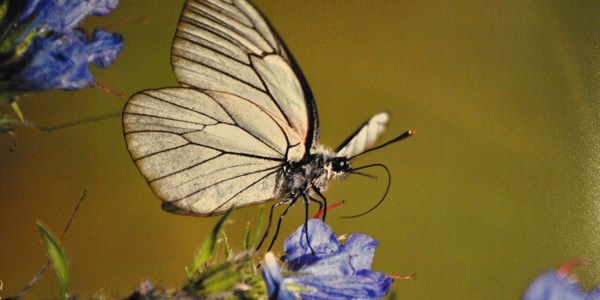 Doğa fotoğrafçısı avukattan sergi