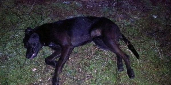 Yalova'da köpek katliamı