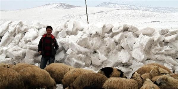 Kardan duvarlarla koyunlar koruyorlar