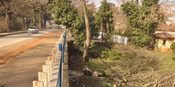 Bursa'da 1300 metrelik yol için 350 ağaç kesildi
