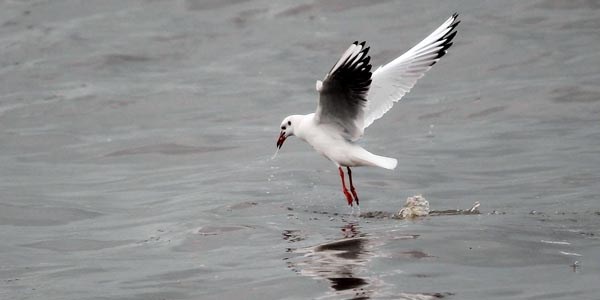 Martıların yağmurlu havada yem mücadelesi