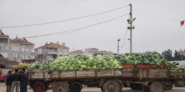 Bafra'da lahana fiyatları düştü