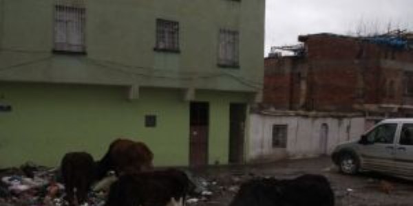 Toplanmayan ��pler vatanda�� rahats�z ediyor