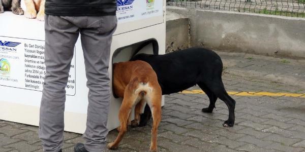 Sokak hayvanlarına mama ve su veren kutu ürettildi