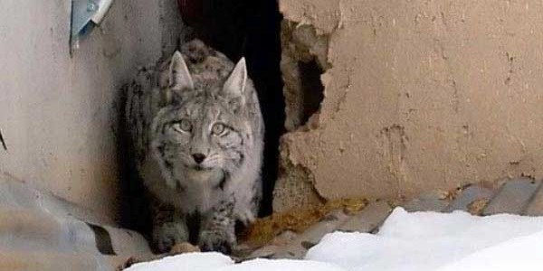 A� kalan va�ak il�e merkezinde g�r�nt�lendi