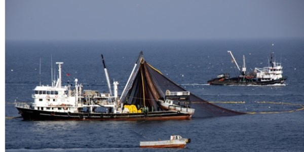 Karadeniz'de bal�k kalmad�!