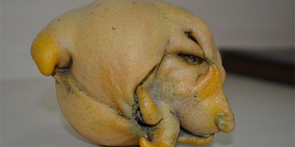Köpek görünümlü limon, görenleri şaşırttı