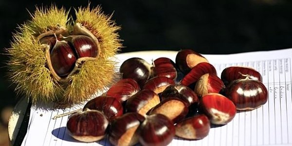 Ormana, 'odun dışı ürün' kaynağı