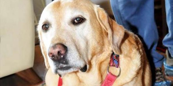 Köpeği Ares'in haczedilmesine itiraz edecek