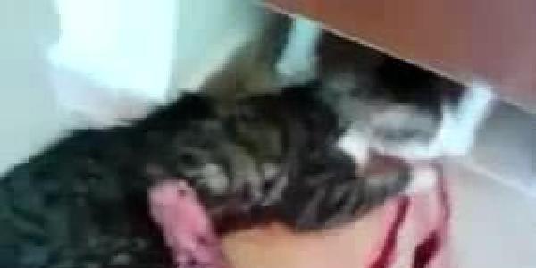 Kediyi öldürüp görüntüsünü yayınlayan üniversiteliye gözaltı