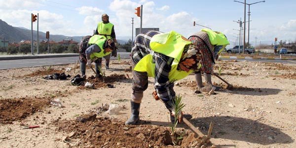 TEM otoyoluna 1,5 milyon fidan dikildi