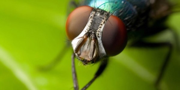 Sineklerin genetiği ile tıp dünyası hastalıklara çözüm üretecek