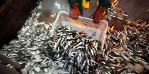 Bilin�siz avlanma bal�k fiyatlar�n� y�kseltti