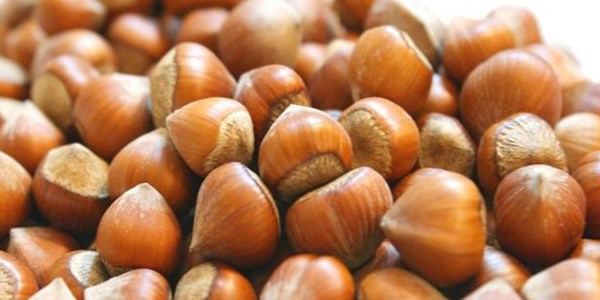 Fındık kabuğundan kanser ilacı üretilecek