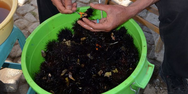 Deniz kestanesinin kilogram fiyatı 100 liraya çıktı