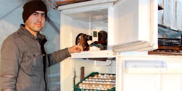 Buzdolabından kuluçka makinası yaptı