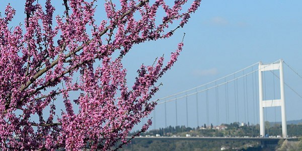 İstanbul'da erguvan vakti
