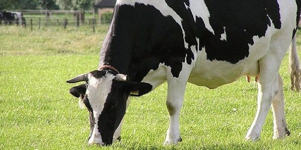Tarım Bakanlığı 'et'te kuralı değiştiriyor